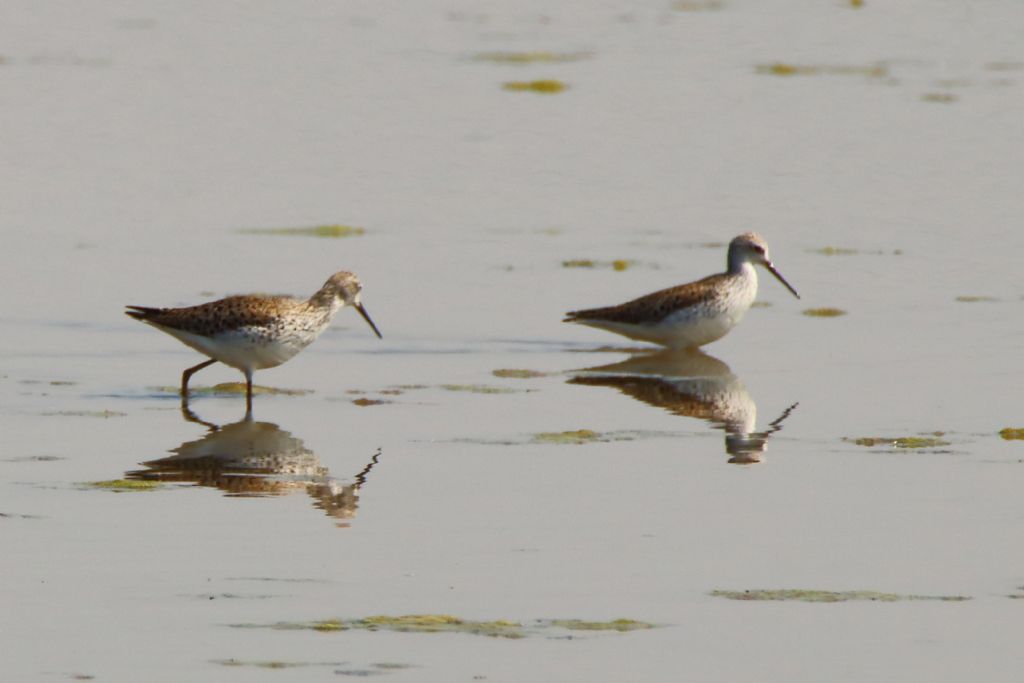 Albastrelli  (Tringa stagnatilis)