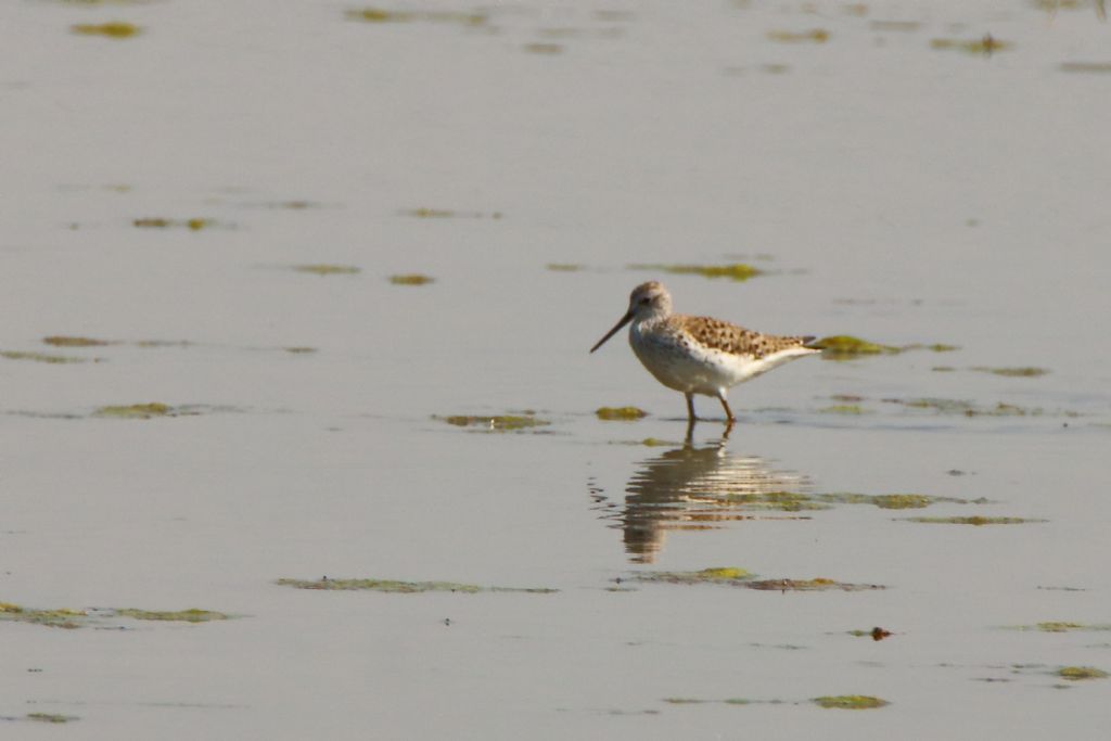 Albastrelli  (Tringa stagnatilis)