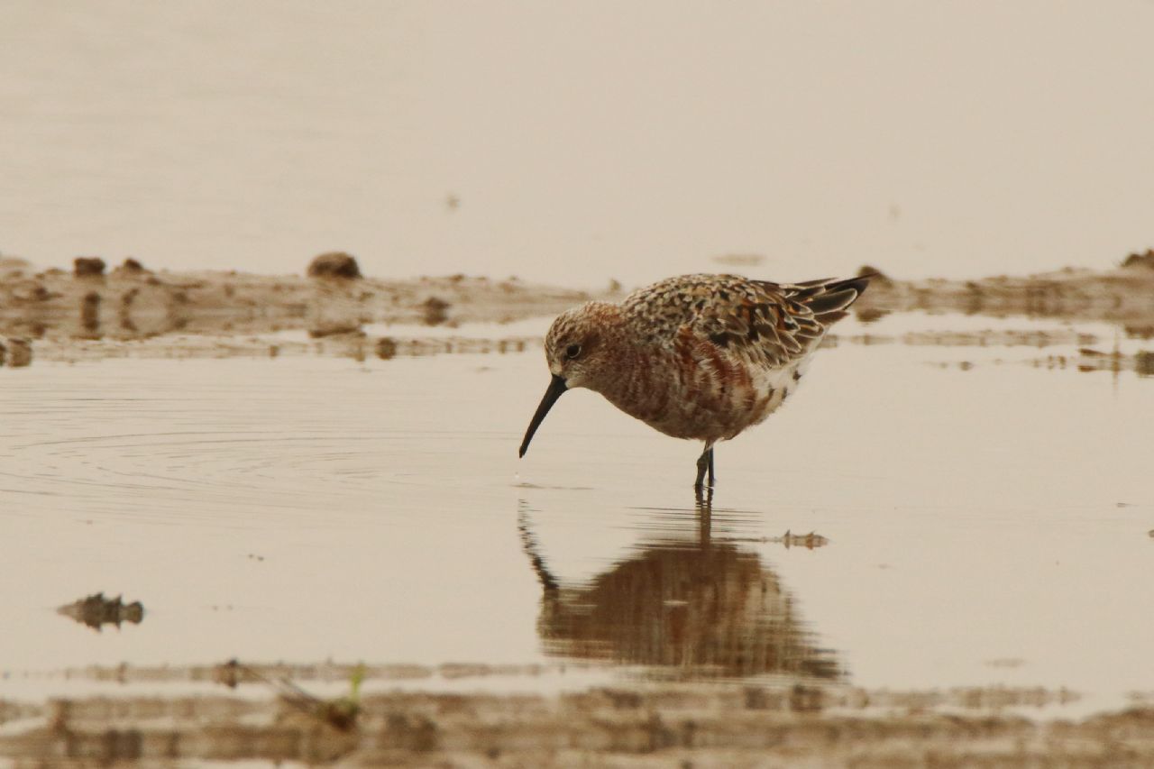 Piovanello comune (Calidris ferruginea)