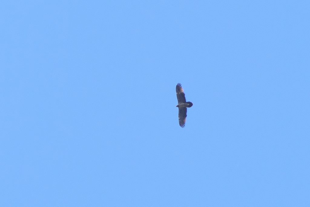 Gipeto (Gypaetus barbatus),   juv.