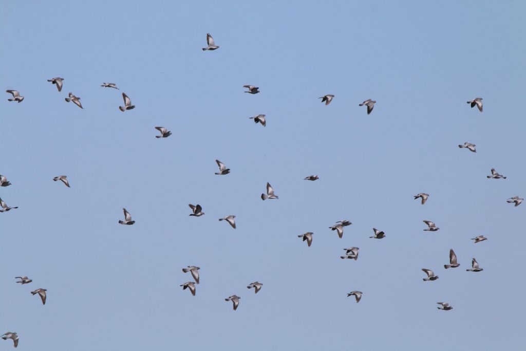 Aiuto ID Columbidae: Colombella (Columba oenas)