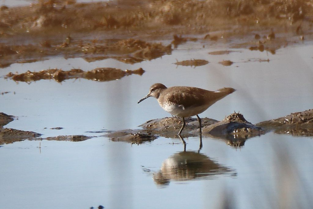 Piro Piro culbianco (Tringa ochropus)