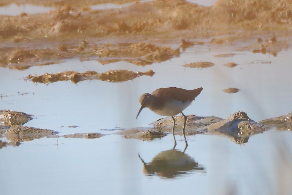 Piro Piro culbianco (Tringa ochropus)