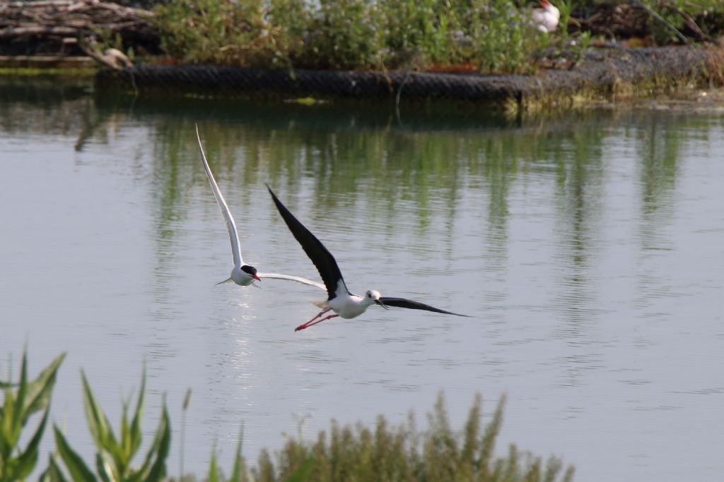 Sterna comune (Sterna hirundo) e Cavaliere d''Italia (Himantopus himantopus)