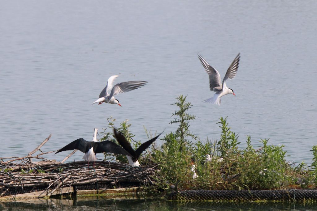 Sterna comune (Sterna hirundo) e Cavaliere d''Italia (Himantopus himantopus)