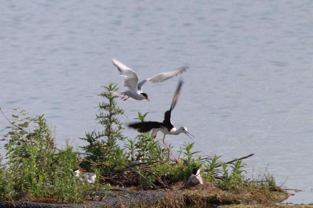 Sterna comune (Sterna hirundo) e Cavaliere d''Italia (Himantopus himantopus)