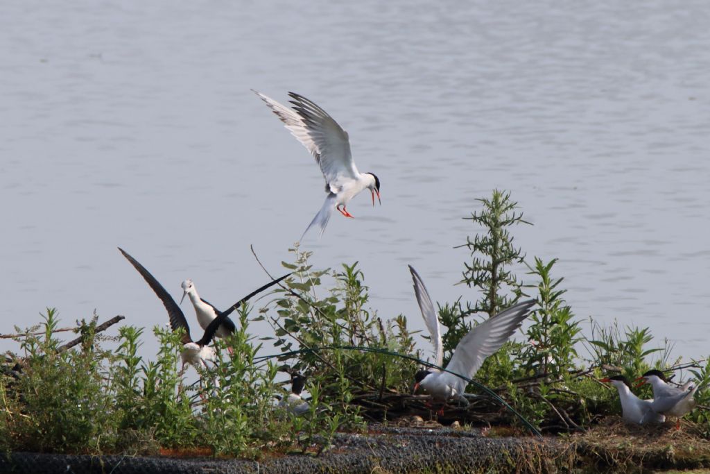 Sterna comune (Sterna hirundo) e Cavaliere d''Italia (Himantopus himantopus)