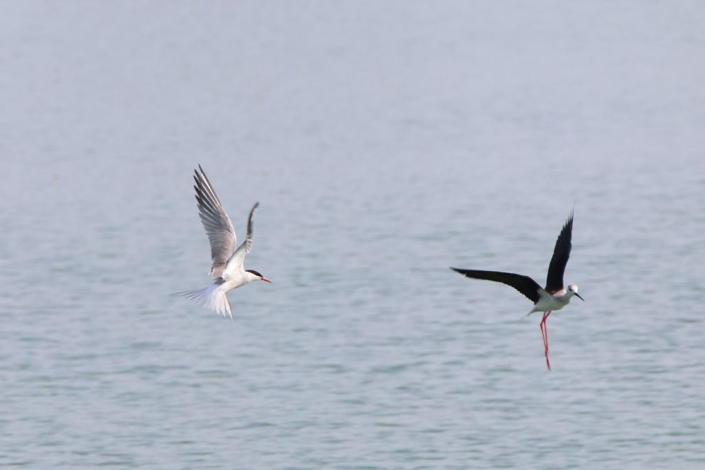 Sterna comune (Sterna hirundo) e Cavaliere d''Italia (Himantopus himantopus)