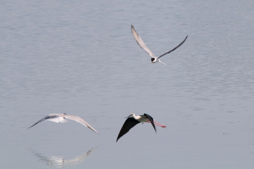 Sterna comune (Sterna hirundo) e Cavaliere d''Italia (Himantopus himantopus)