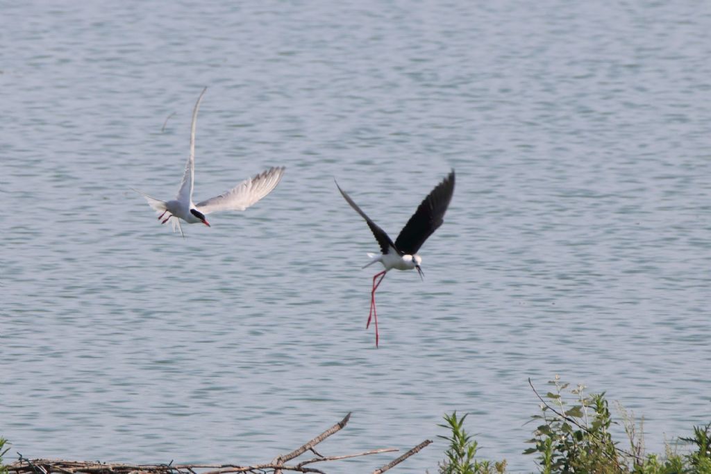 Sterna comune (Sterna hirundo) e Cavaliere d''Italia (Himantopus himantopus)