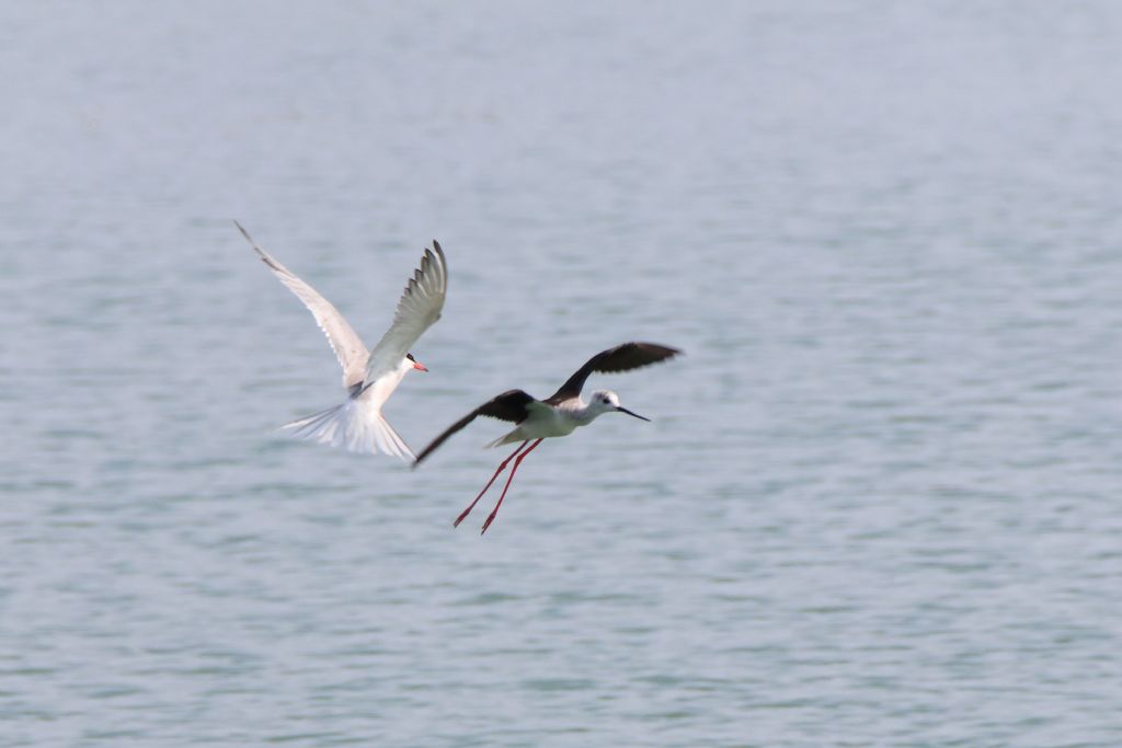 Sterna comune (Sterna hirundo) e Cavaliere d''Italia (Himantopus himantopus)