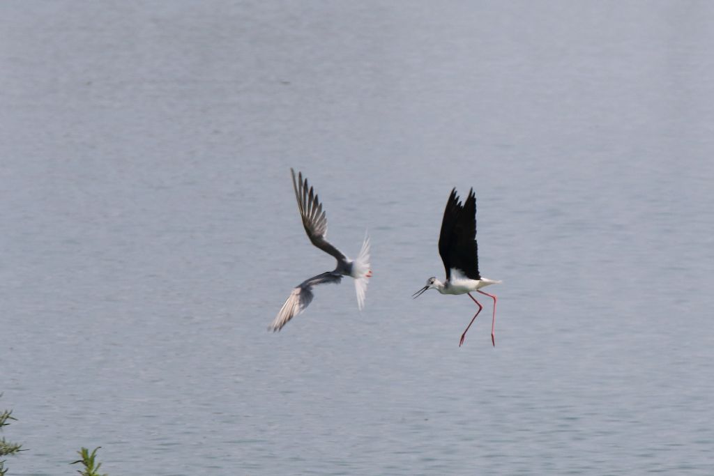 Sterna comune (Sterna hirundo) e Cavaliere d''Italia (Himantopus himantopus)