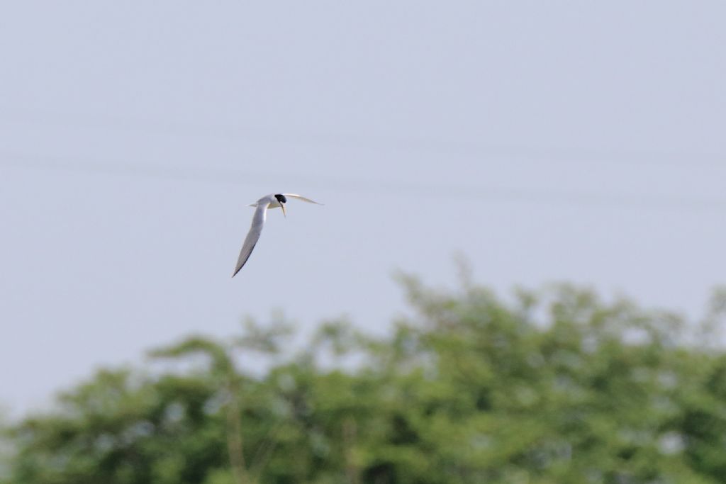 Fraticello (sternula albifrons)