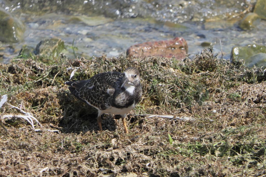 Voltapietre, Arenaria interpres