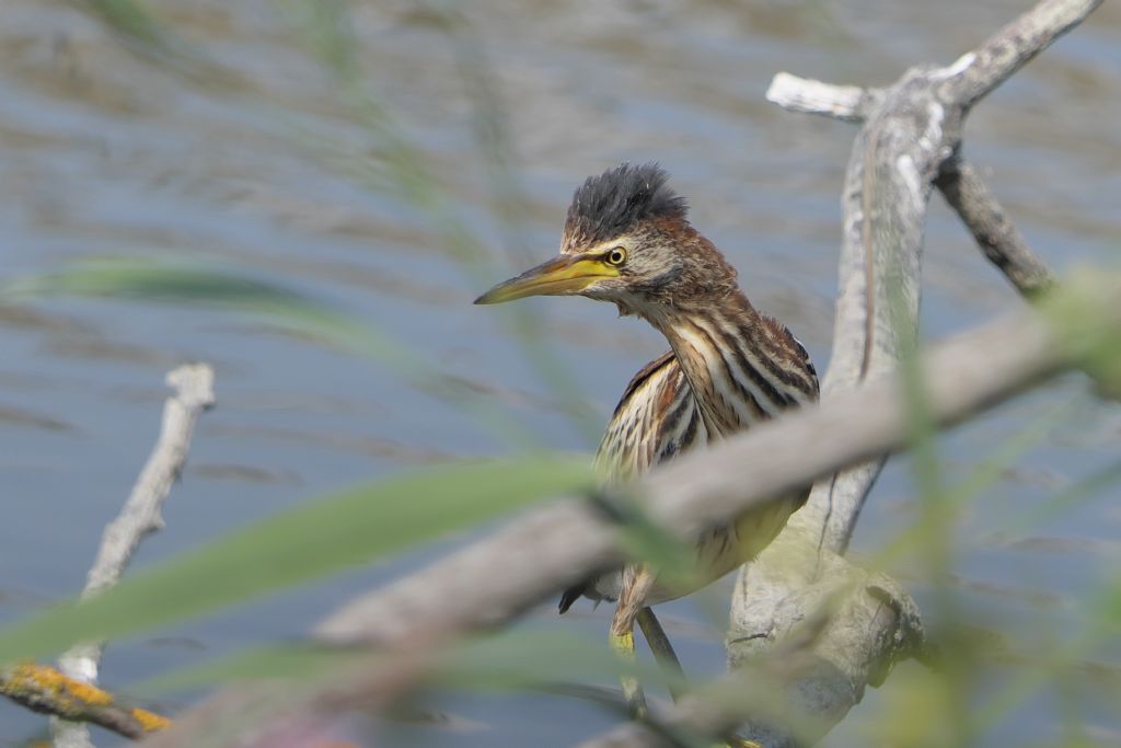 Tarabusino, Ixobrychus minutus