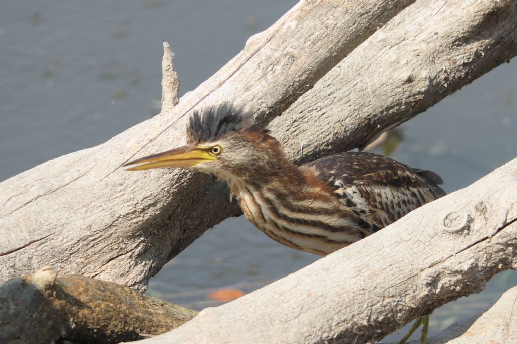 Tarabusino, Ixobrychus minutus