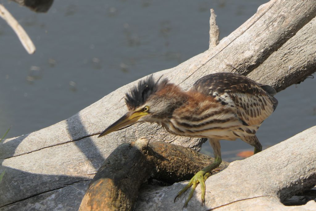 Tarabusino, Ixobrychus minutus