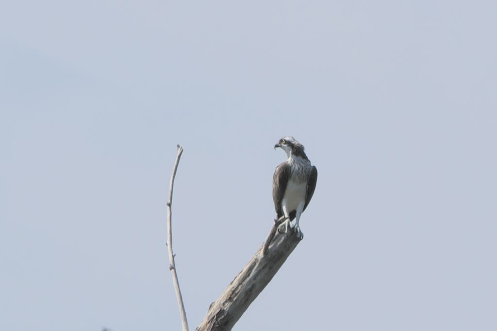 Falco pescatore, Pandion haliaetus