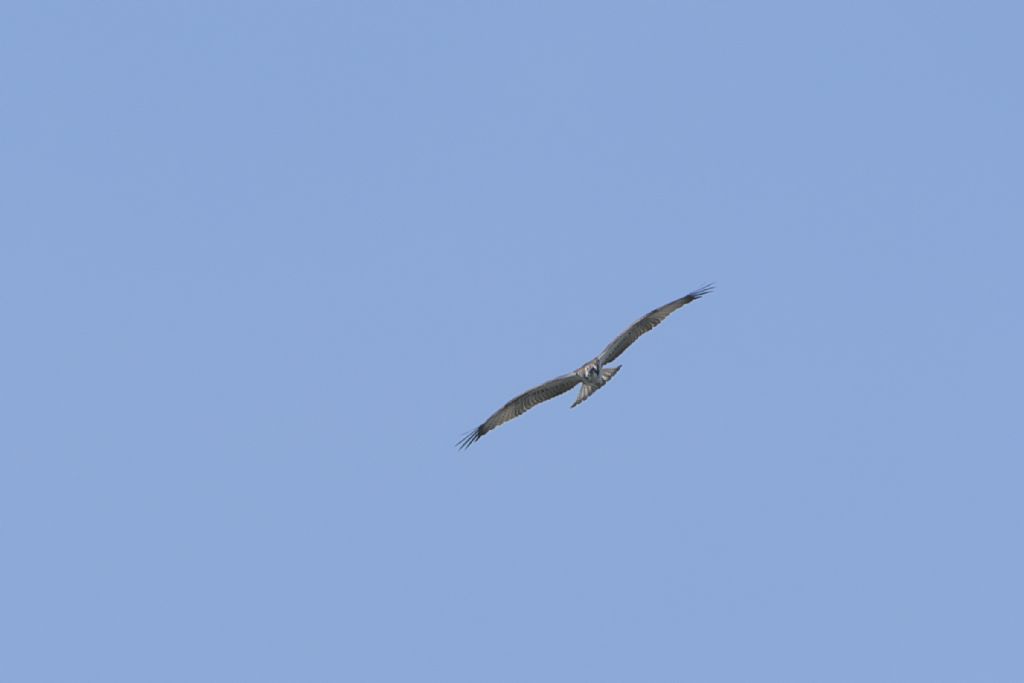 Falco pescatore, Pandion haliaetus
