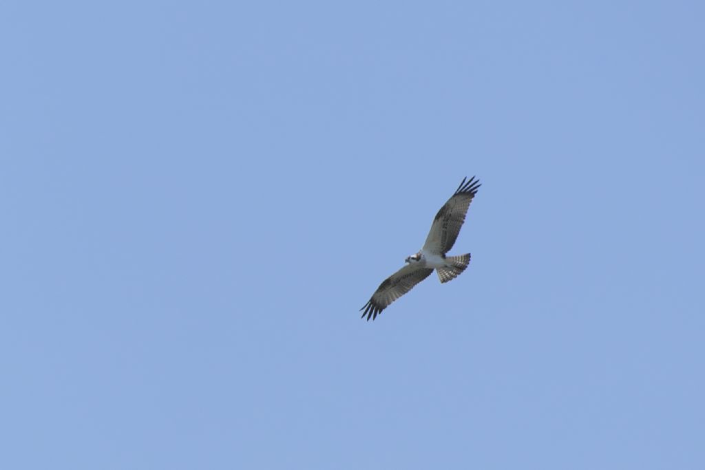 Falco pescatore, Pandion haliaetus