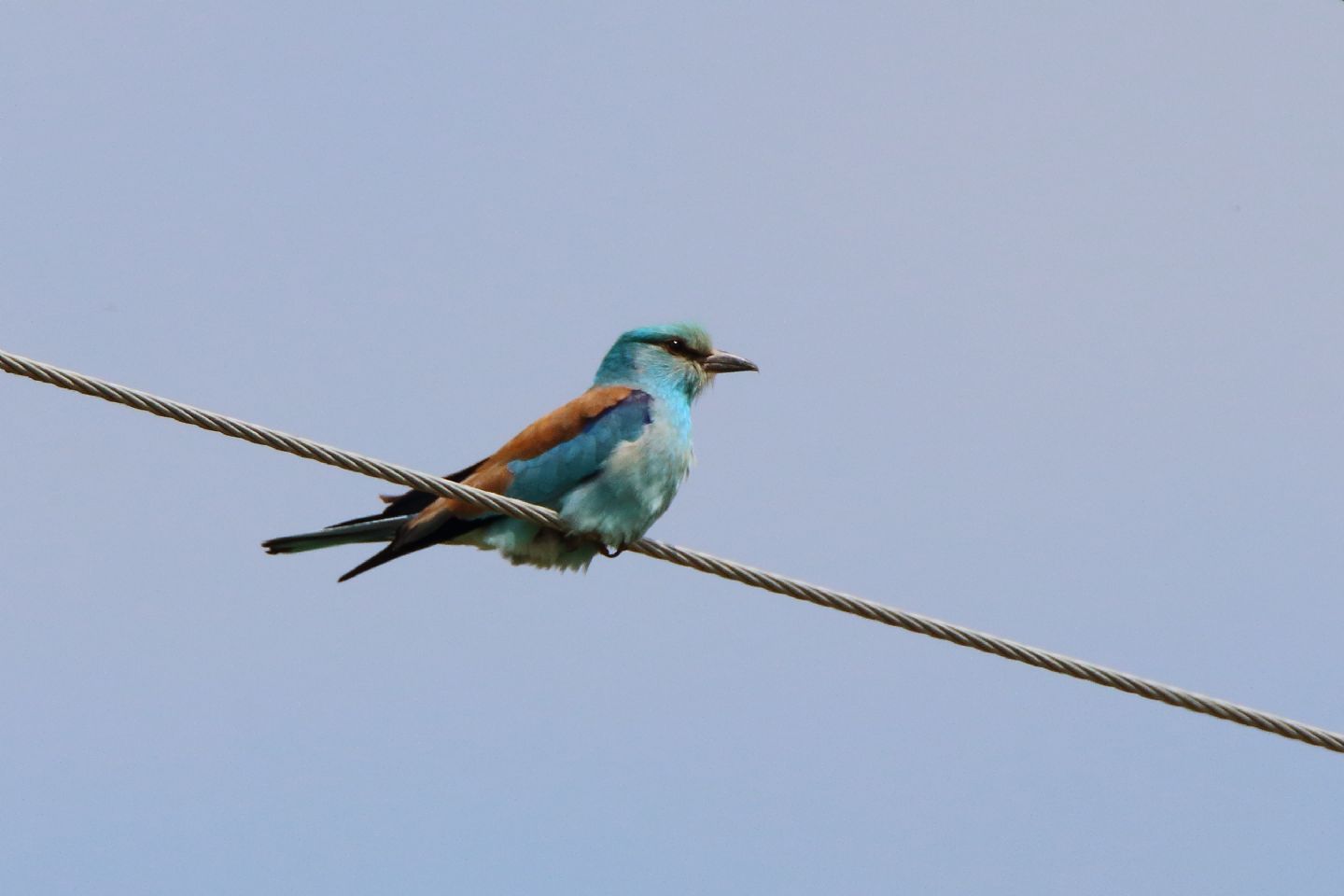 Ghiandaia marina (Coracias garrulus)