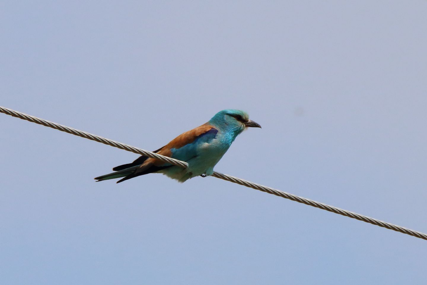 Ghiandaia marina (Coracias garrulus)