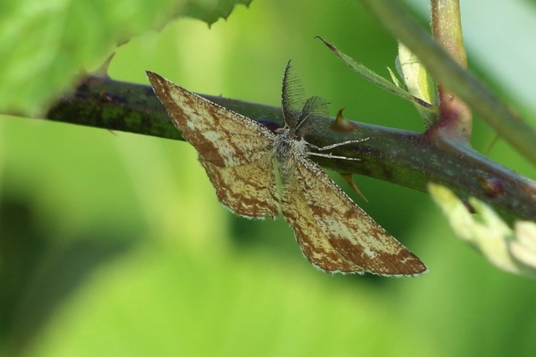 Aiuto ID - Ematurga atomaria