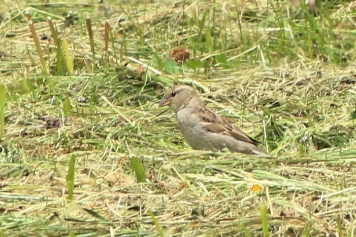 Richiesta ID