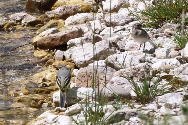 Conferma identificazione ballerina gialla