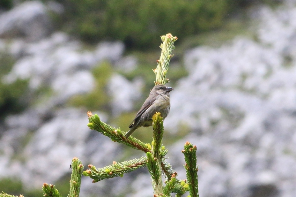 Conferma ID crociere