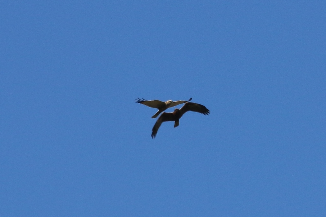 Falco di palude