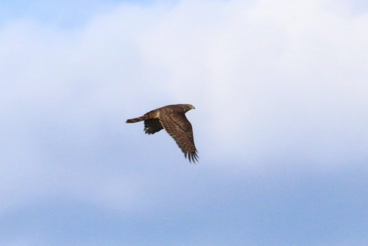 ID rapace