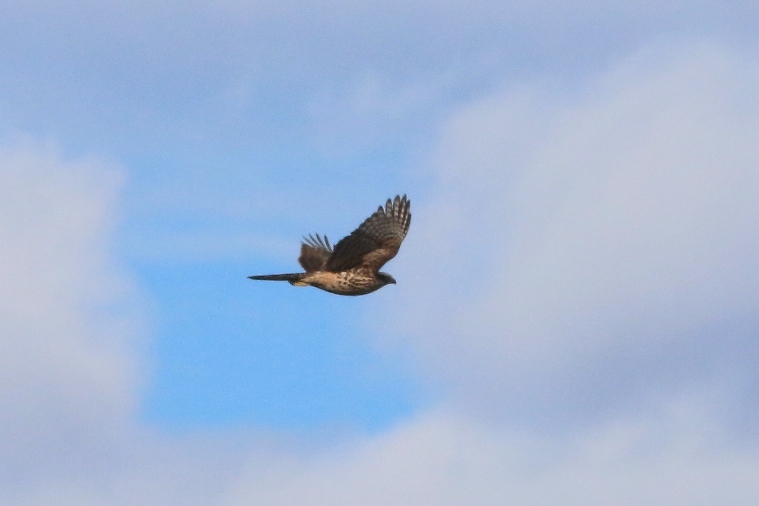 ID rapace