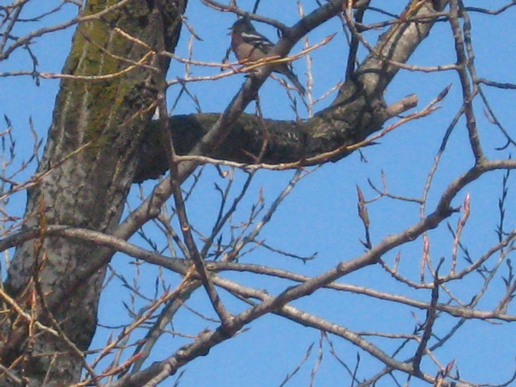 Informazioni uccello.