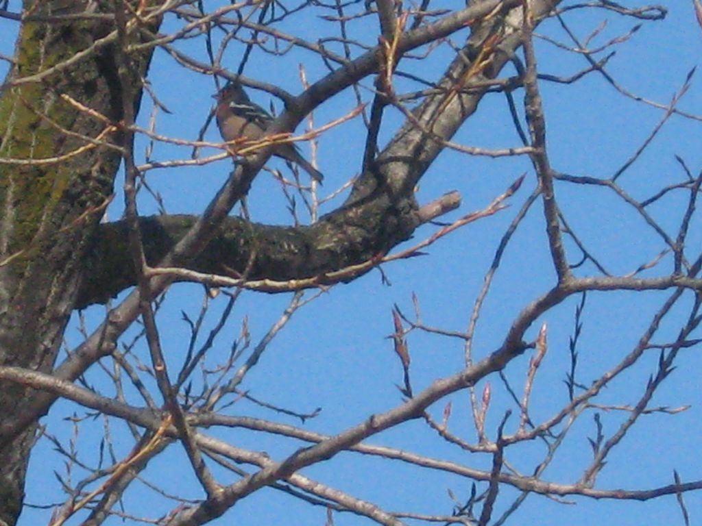 Informazioni uccello.