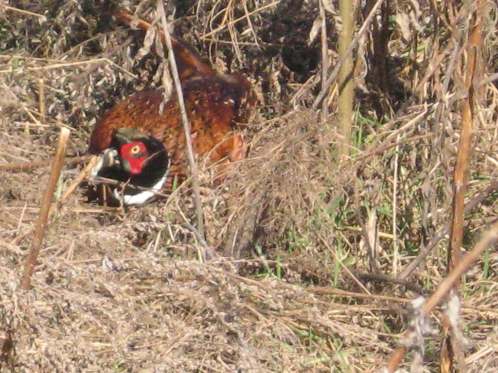 Fagiano nascosto.