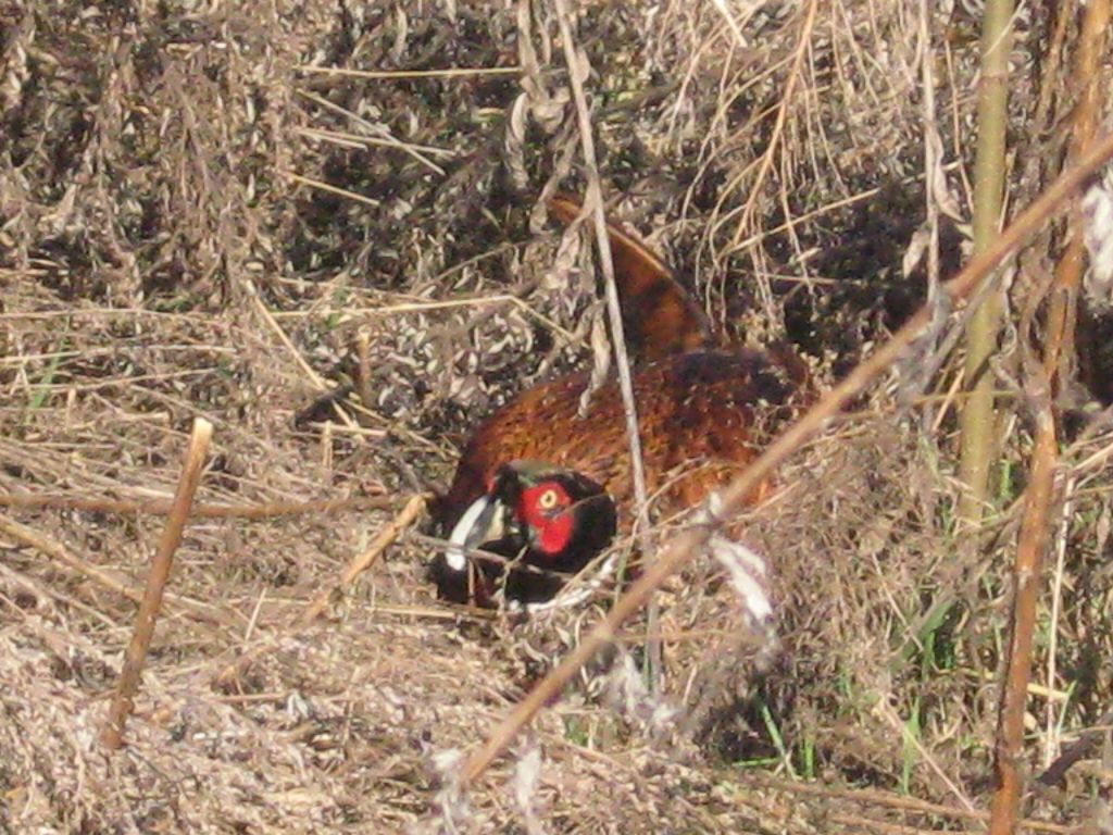 Fagiano nascosto.