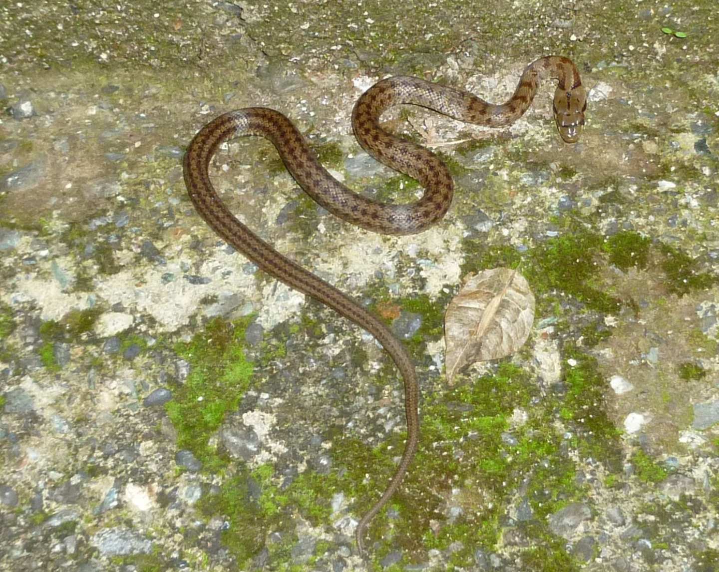 Giovane Zamenis lineatus in giardino