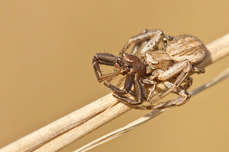 Xysticus sp. - Barisciano (AQ)