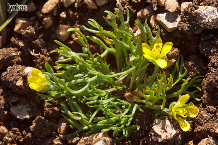 Ceratocephala falcata / Ranuncolo falcato