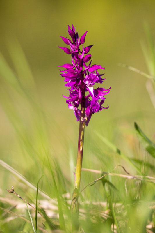 Orchis mascula subsp. speciosa