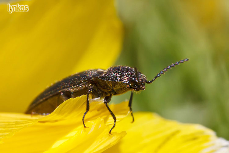 Due Elateridae abruzzesi