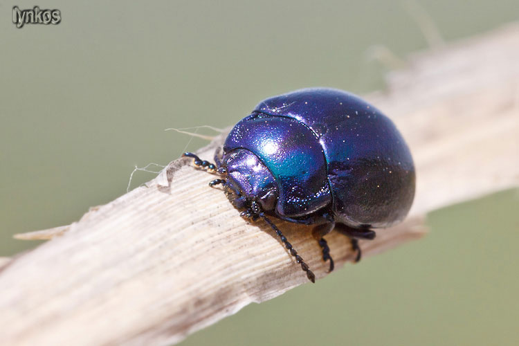 Chrysomelidae blu e indigo