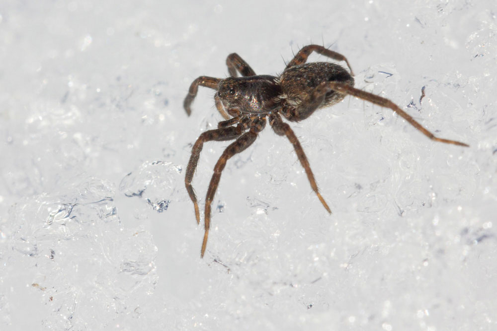 Passeggiata sulla neve: ragni di varie specie