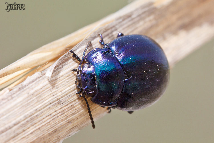 Chrysomelidae blu e indigo