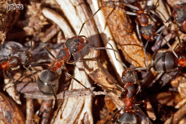 Formiche dei pascoli alti: Formica pratensis