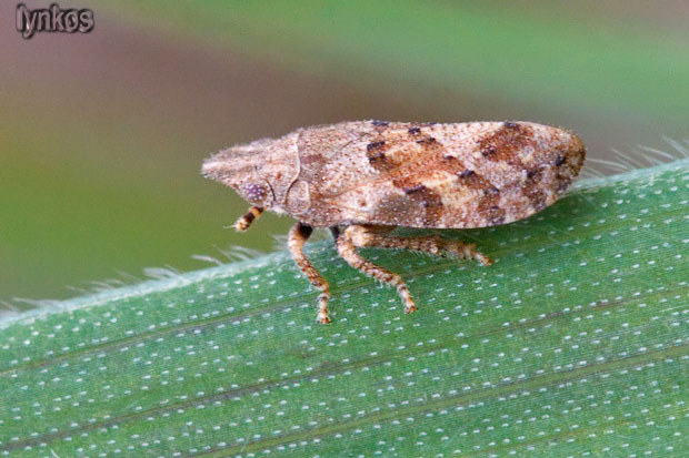Aphrophoridae?