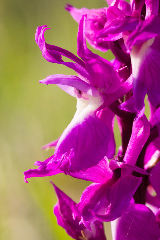 Orchis mascula subsp. speciosa