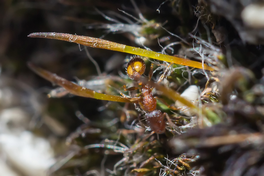 Formica per caso... due macchie gialle:  cfr. Temnothorax sp.