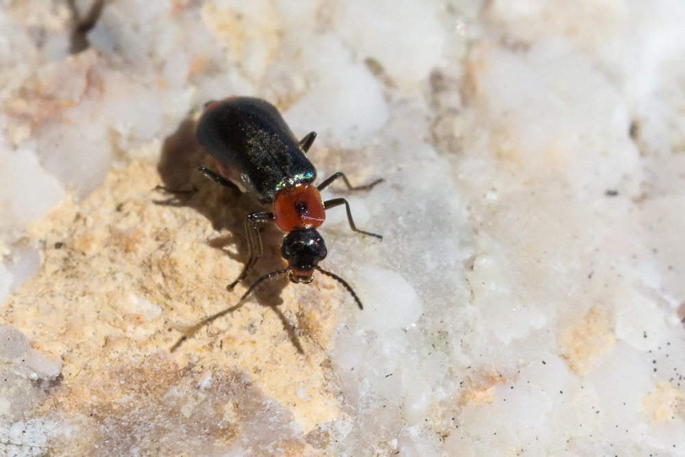 Malachiidae:  Attalus minimus ?  S  !